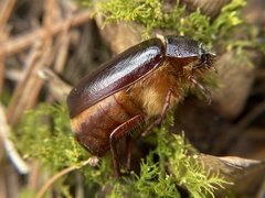 Phyllophaga anxia