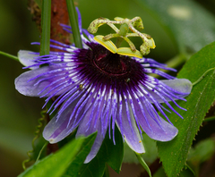 Passiflora amethystina