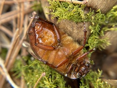 Phyllophaga anxia