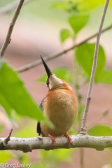 Corythornis vintsioides