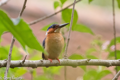 Corythornis vintsioides