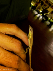 Anolis auratus