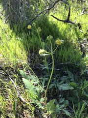 Sanicula bipinnatifida