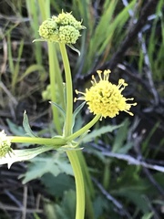 Sanicula bipinnatifida