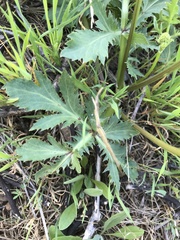 Sanicula bipinnatifida