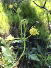 Sanicula bipinnatifida