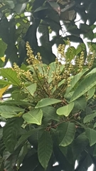 Dimocarpus longan
