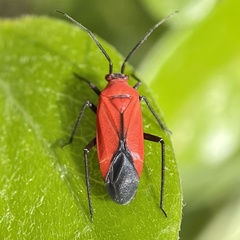Lopidea major