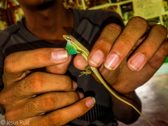 Anolis auratus