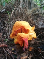 Hymenogloea papyracea
