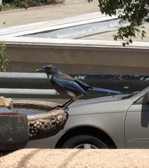 Aphelocoma californica