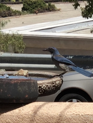 Aphelocoma californica