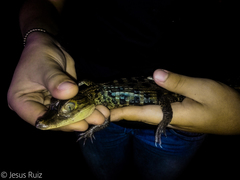 Caiman crocodilus fuscus