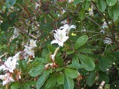 Rhododendron arborescens