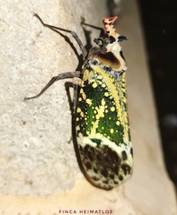 Phrictus hoffmannsi