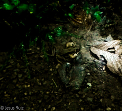 Leptodactylus insularum