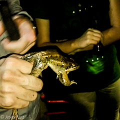 Leptodactylus insularum