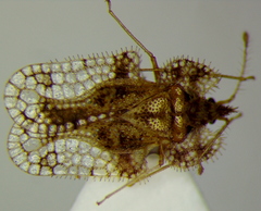 Corythucha unifasciata