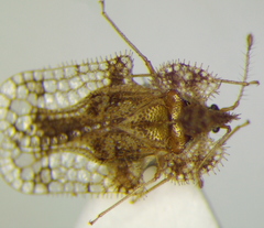 Corythucha unifasciata