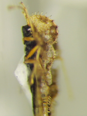 Corythucha unifasciata