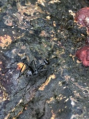 Gigantiops destructor