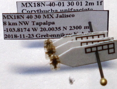 Corythucha unifasciata