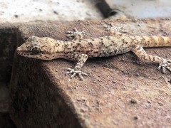 Western Leaf-Toed Gecko photo 1