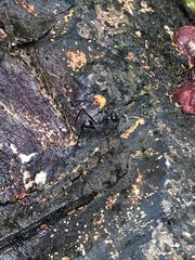 Gigantiops destructor