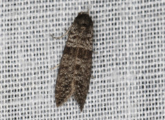 Lepidoscia annosella