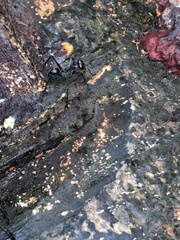 Gigantiops destructor