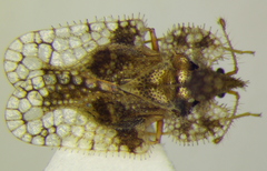 Corythucha unifasciata