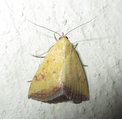 Phytometra subflavalis