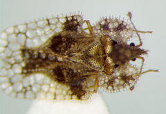 Corythucha unifasciata