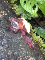 Gigantiops destructor