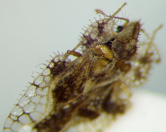 Corythucha unifasciata