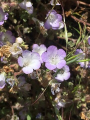 Phacelia douglasii