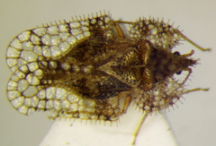 Corythucha unifasciata