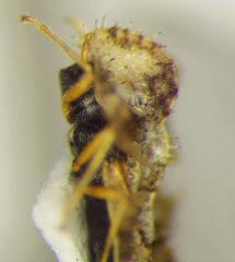 Corythucha unifasciata