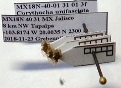 Corythucha unifasciata