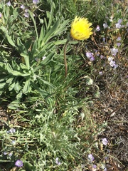 Malacothrix californica