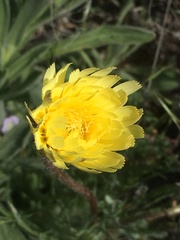 Malacothrix californica