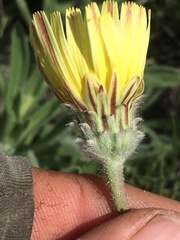 Malacothrix californica