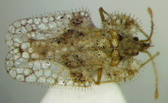 Corythucha unifasciata