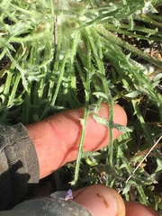 Malacothrix californica