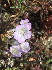 Phacelia douglasii