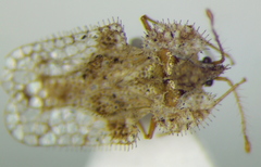 Corythucha unifasciata