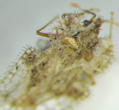 Corythucha unifasciata