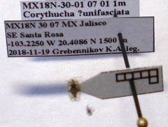 Corythucha unifasciata