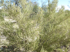 Mortonia sempervirens