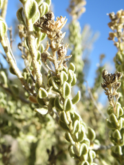 Mortonia sempervirens